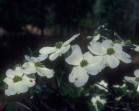 cornus florida bloom.jpg